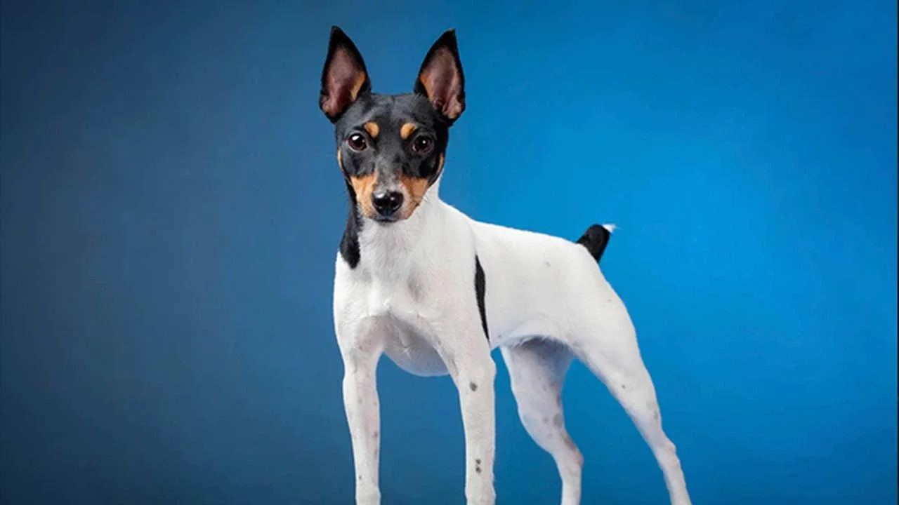 Fox Paulistinha (Terrier Brasileiro)