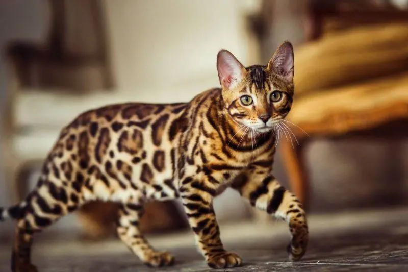 O gato de aparência selvagem e coração carinhoso