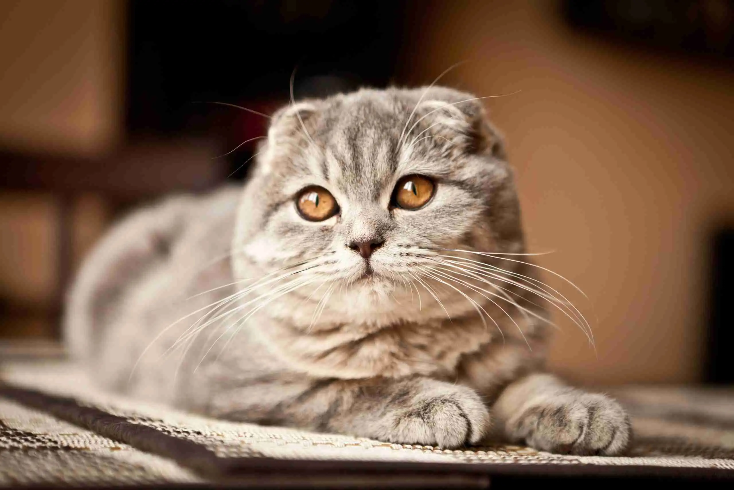 Scottish Fold – O gato das orelhas dobradas e olhar cativante